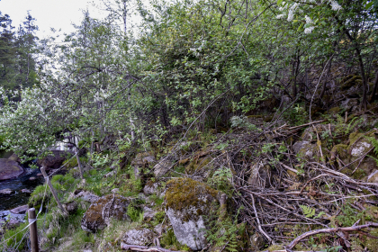 Abusdal, Hornnes, rydningsr&oslash;yser
