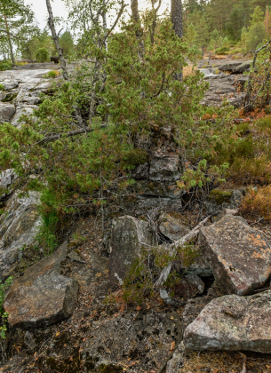Bellands&aring;na, Vegusdal, kverntuft