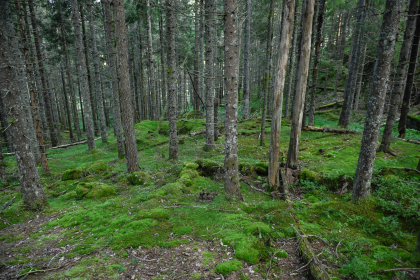 Bjorhus, Landekil, Iveland, husmannsplass