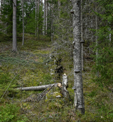 Haugarbakken, Engesland, Birkenes, steingjerde