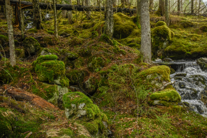 Stigemo, Skomedal, Bygland, kverntuft