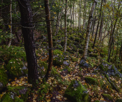 Vollen, &Oslash;vre D&aring;svatn, Hornnes, steingjerde/rydningsr&oslash;ys