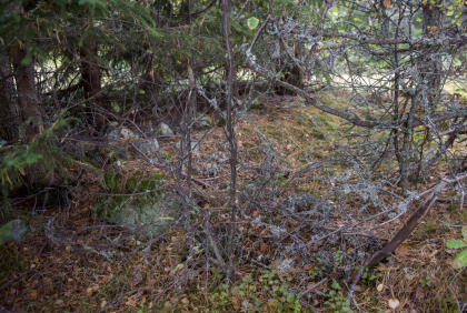 &Oslash;ygarden, Vegusdal, tuft