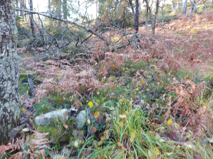 Rodneskogløa