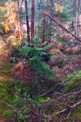 Her var det før kvern i bekken.