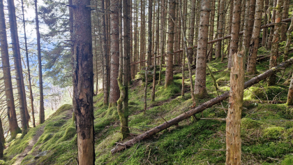 Utl&oslash;e tuft - Bj&oslash;rgadalen