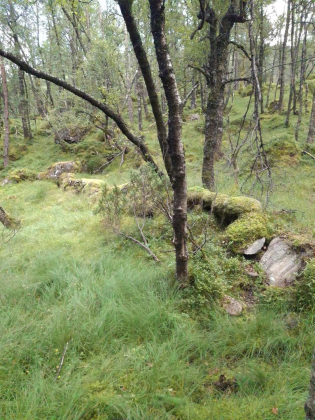 Steingard