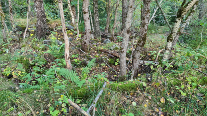 Plassen Eikelia