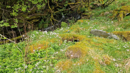 Kvernhustuft 1- Kvernhushola i Mjeldalen