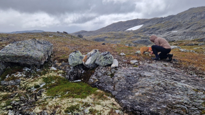Dyranosvotni &oslash;st - bogestille