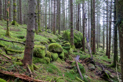 Steinsetting. Gjerde eller hustuft?