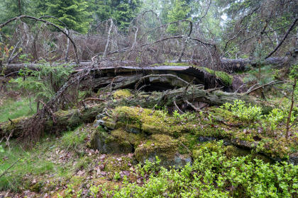 Fesedoria/Ytre fur&aring;sen