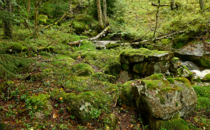 Eikerapen, Åseral, sagtuft