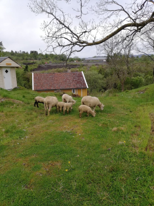 Husmannsplassen Hamn