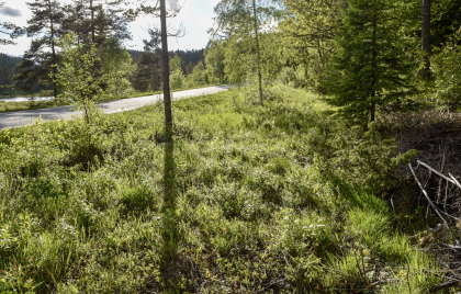 H&aring;varstad, Iveland, k&oslash;yreveg
