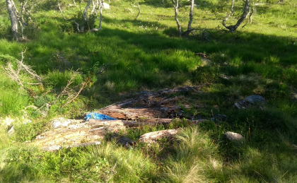 Revstj&oslash;rnsbui, tuft etter h&oslash;ybu.