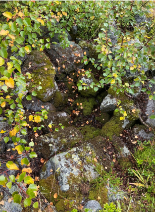 Fangstgrop