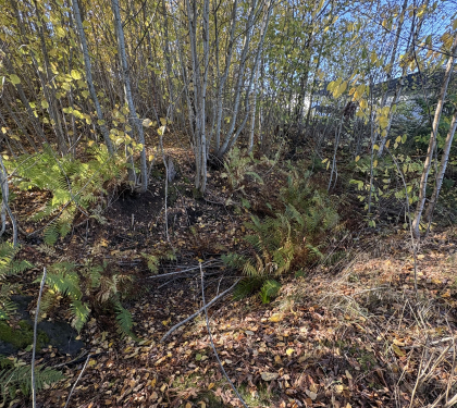 Konnerudgruvene - Jensrudskjerpet 