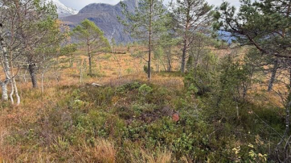 H&oslash;yl&oslash;e tilh&oslash;rende bruk.nr 292-1 Molde kommune