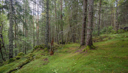 Lijordet, &Oslash;vre D&aring;svatn, Hornnes, husmannsplass