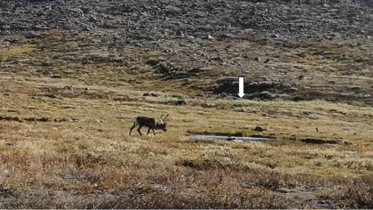 Fangstgrop rein, Sjugurdsjødalen (Vågå)