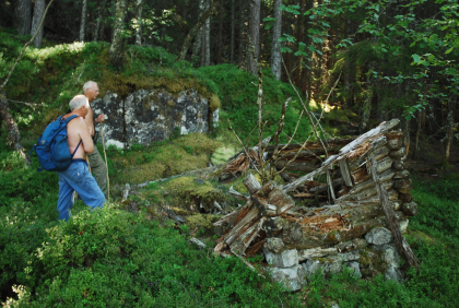 Skogskoie opp av Rodlevjuvet