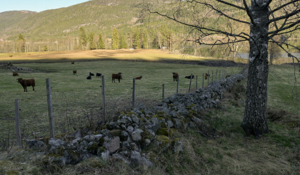Skomedal, Bygland, steingjerde