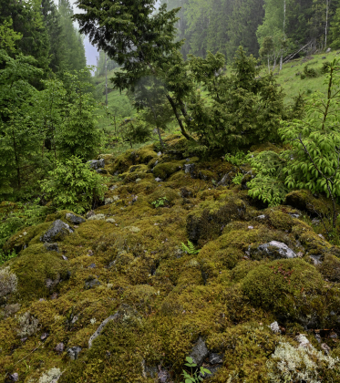 Skore, Bygland, steingjerde