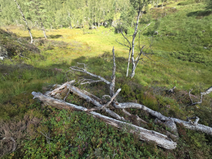 L&oslash;etuft, Storefosstj&oslash;rn