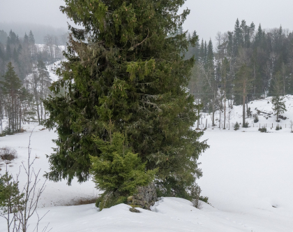 Svaland, Gjerustad, Vegusdal, rydningsr&oslash;ys/mur