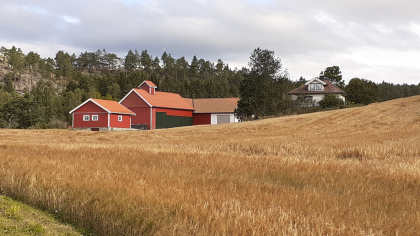 Vestli